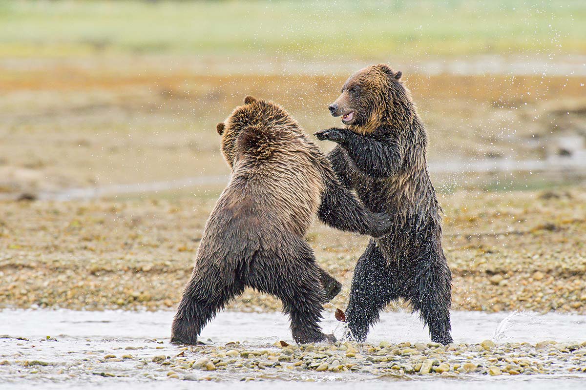 Grizzly_bears_2012_0030.jpg