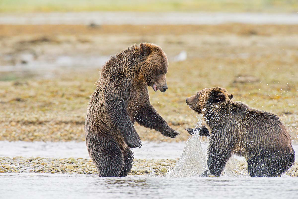 Grizzly_bears_2012_0034.jpg