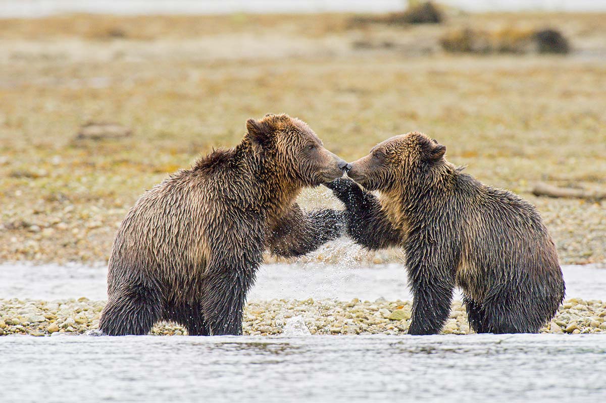 Grizzly_bears_2012_0037.jpg