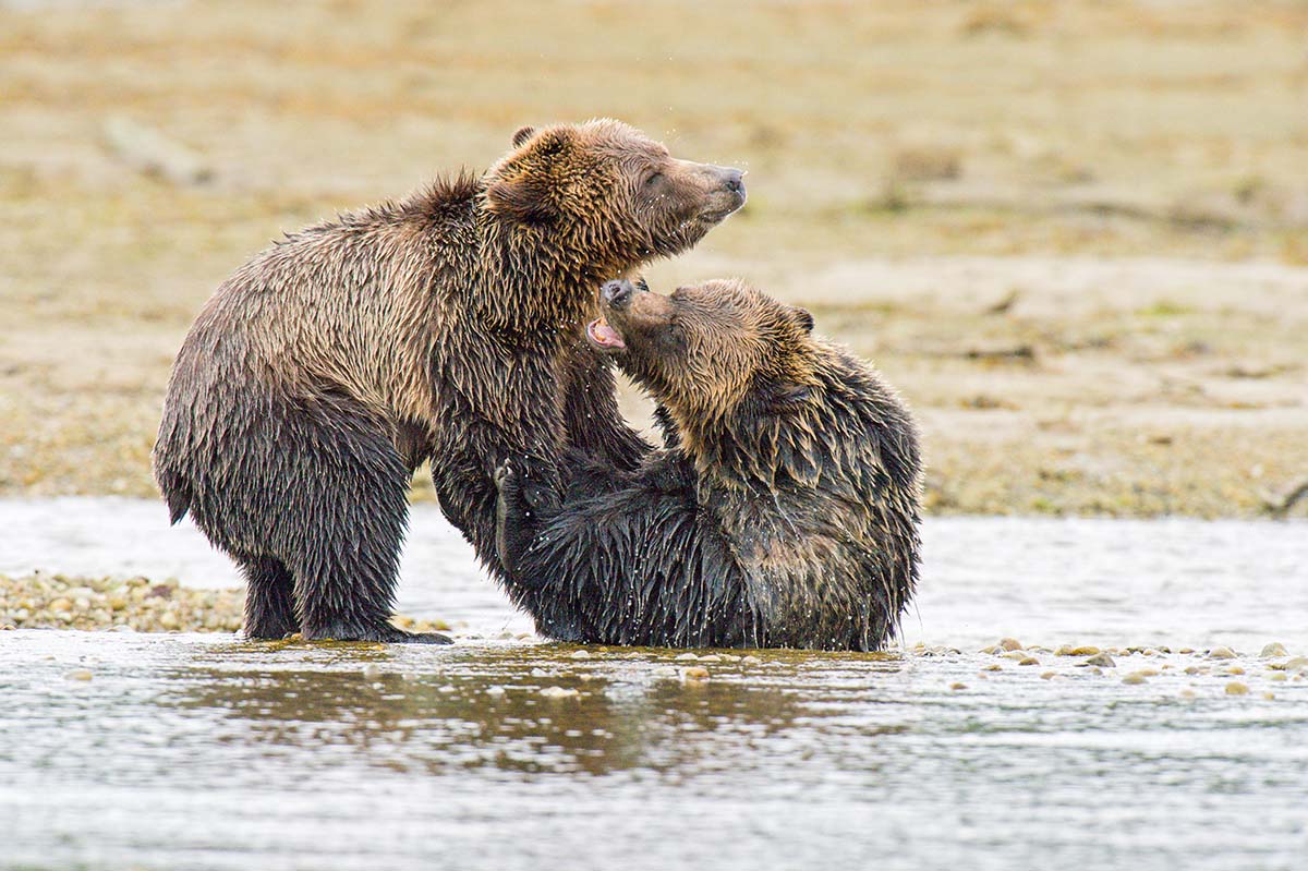 Grizzly_bears_2012_0041.jpg