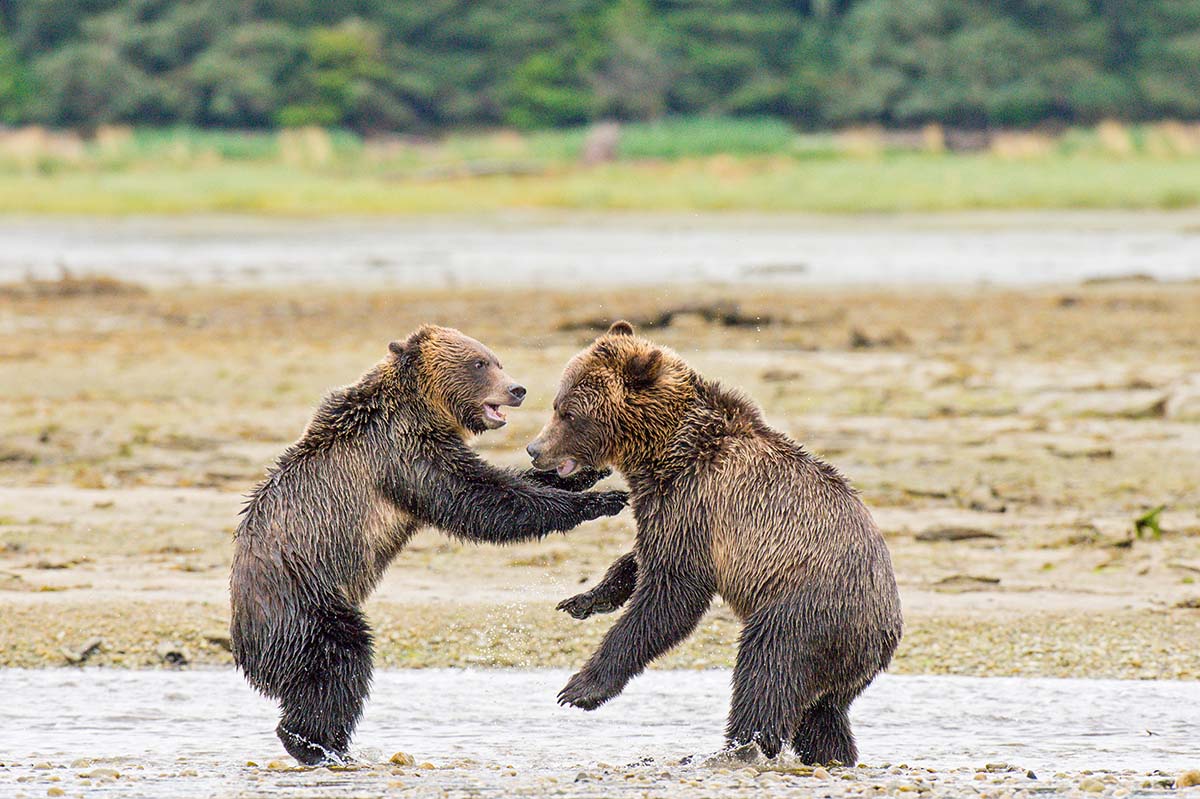 Grizzly_bears_2012_0045.jpg