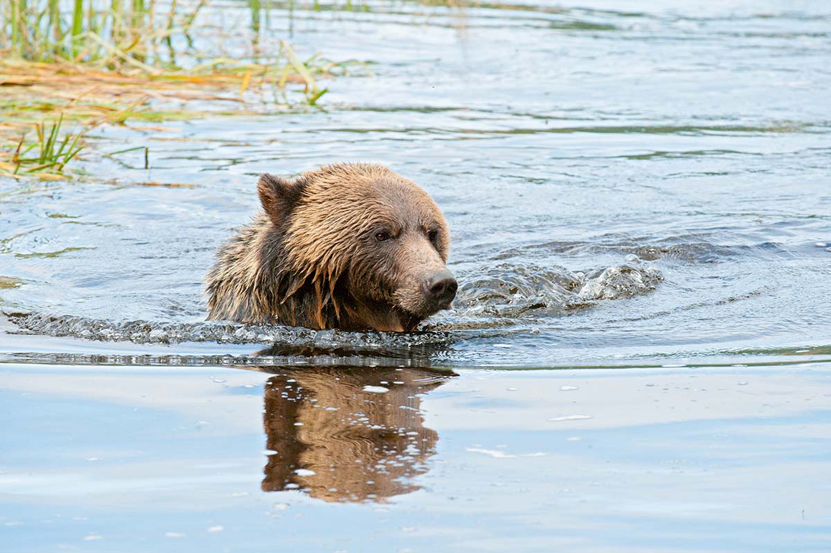 Grizzly_bears_2012_0048.jpg