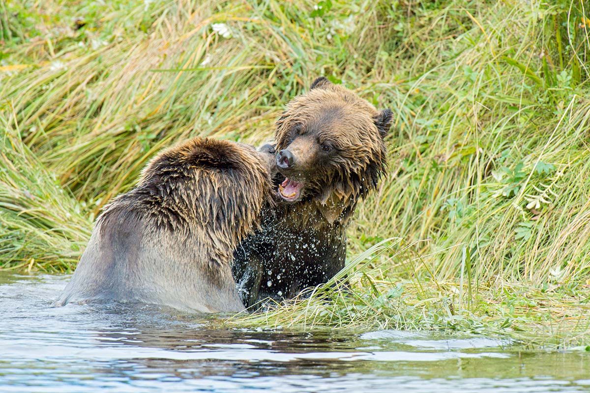 Grizzly_bears_2012_0056.jpg