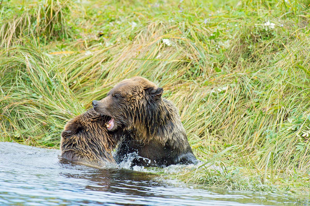 Grizzly_bears_2012_0058.jpg