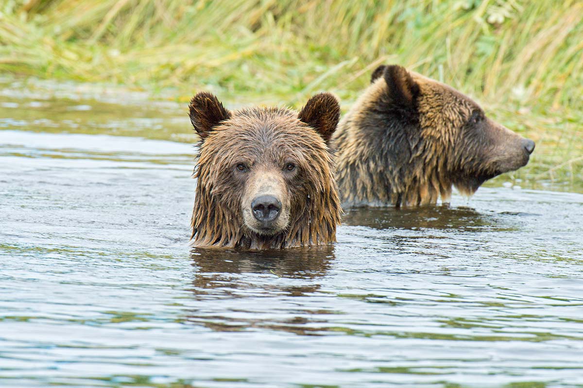 Grizzly_bears_2012_0062.jpg