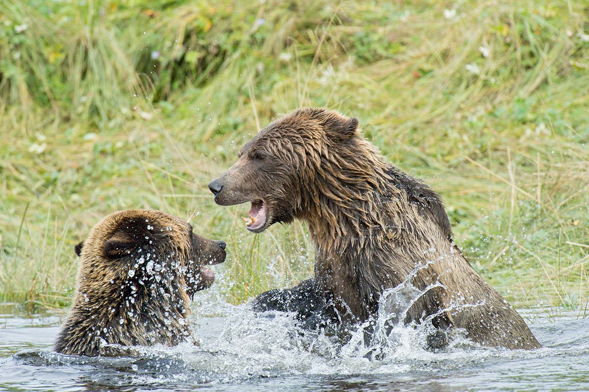 Grizzly_bears_2012_0066.jpg