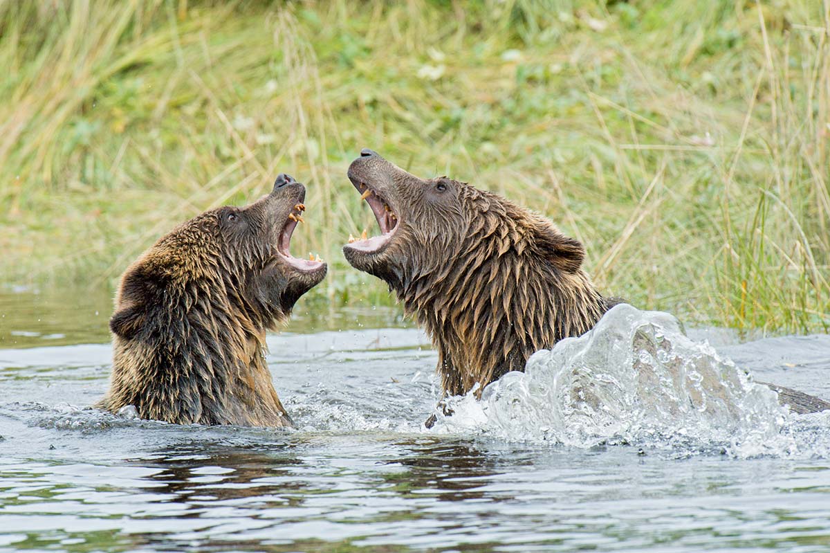 Grizzly_bears_2012_0068.jpg