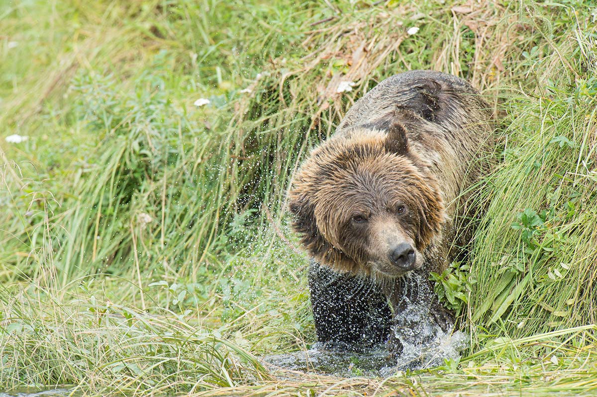 Grizzly_bears_2012_0071.jpg