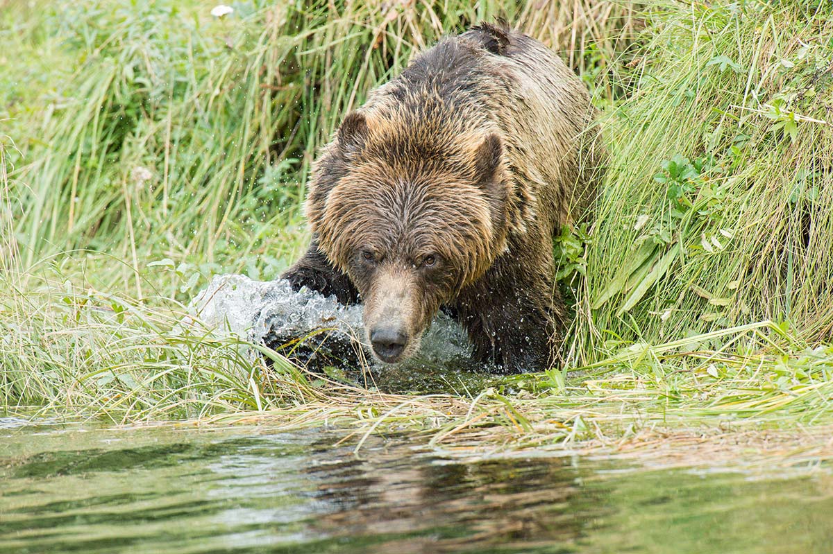 Grizzly_bears_2012_0073.jpg