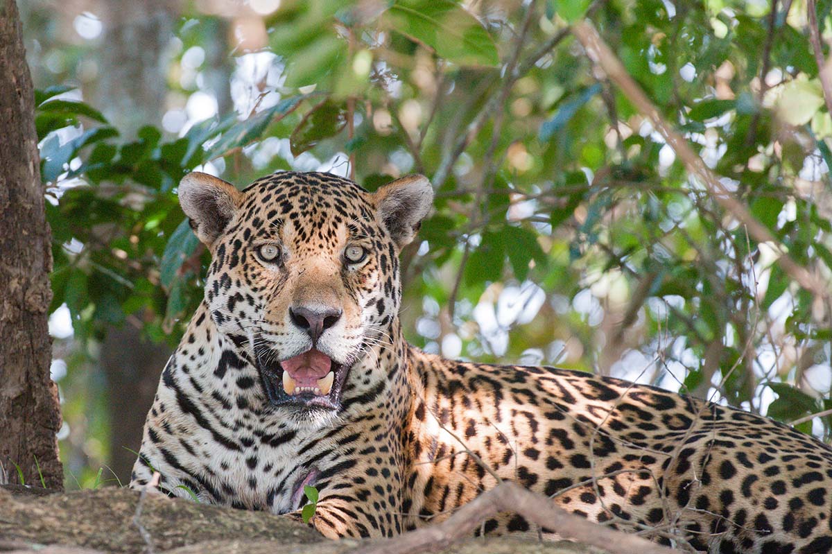 Jaguar_2009_0033.jpg