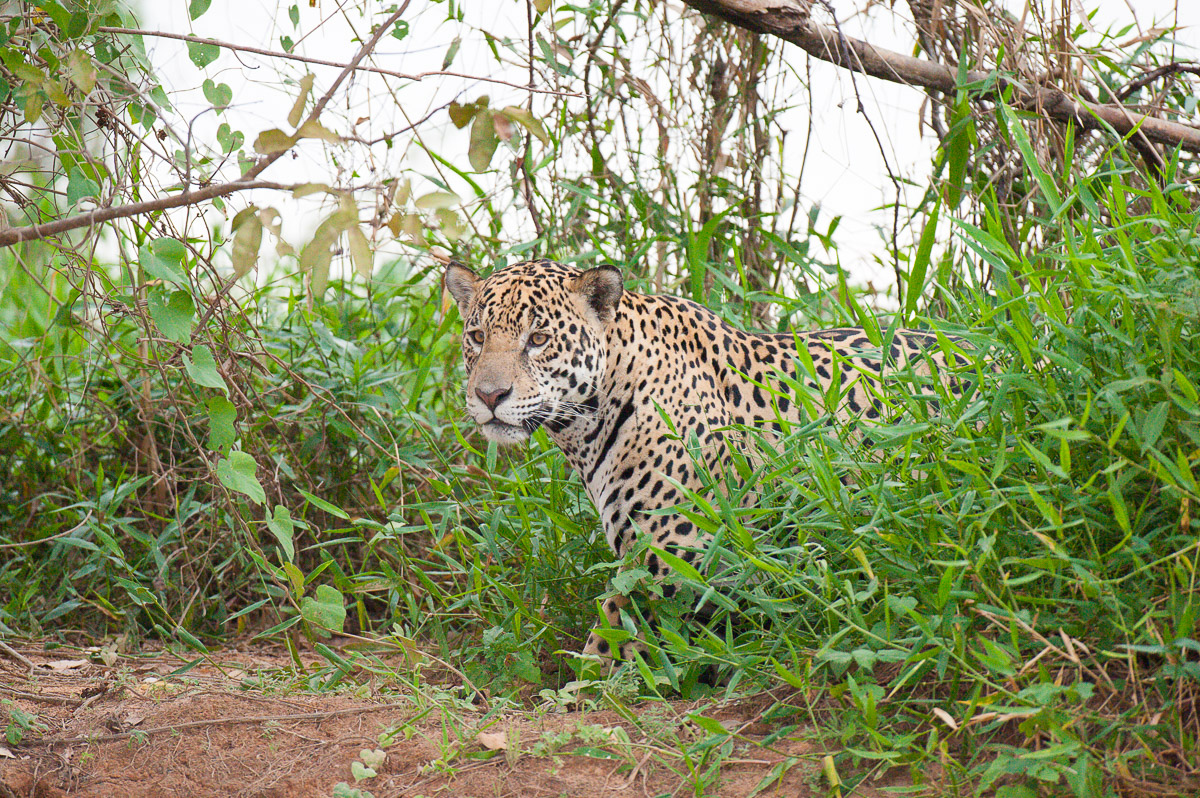 Jaguars Pantanal, Brazil