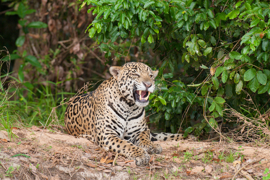 Jaguars Pantanal, Brazil