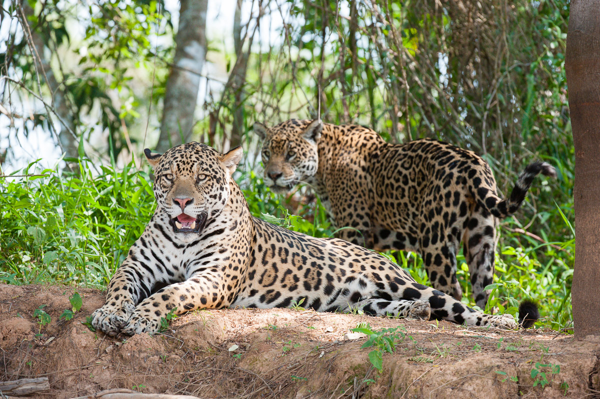 Jaguar, Pantanal, Brazil