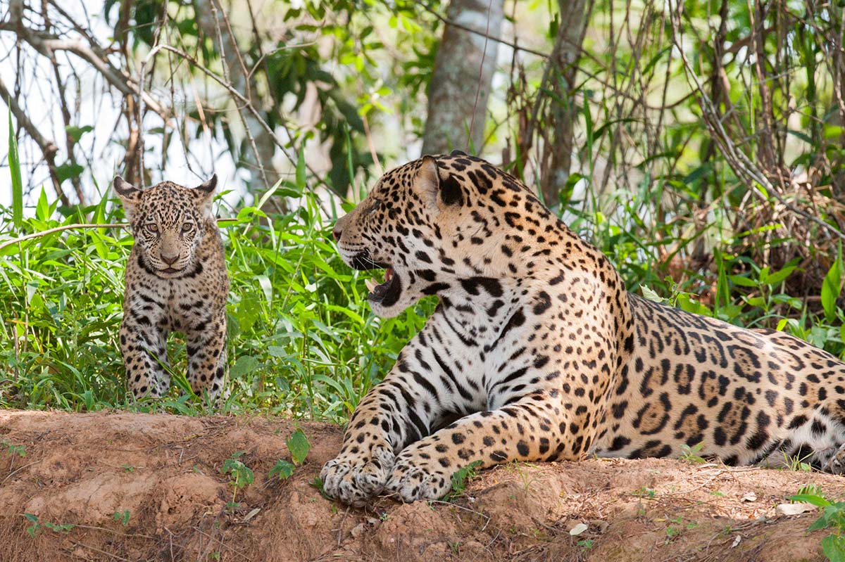 Jaguar_2009_0152.jpg