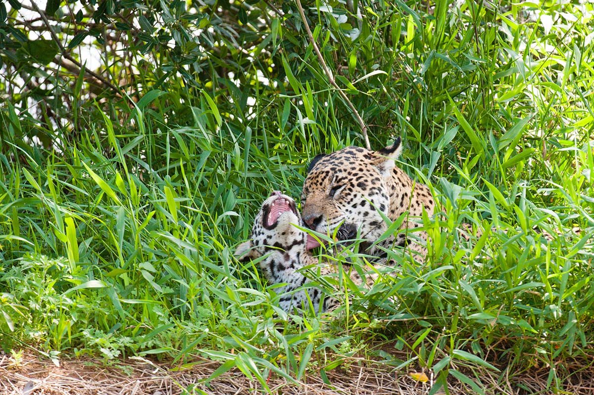 Jaguar_2009_0160.jpg