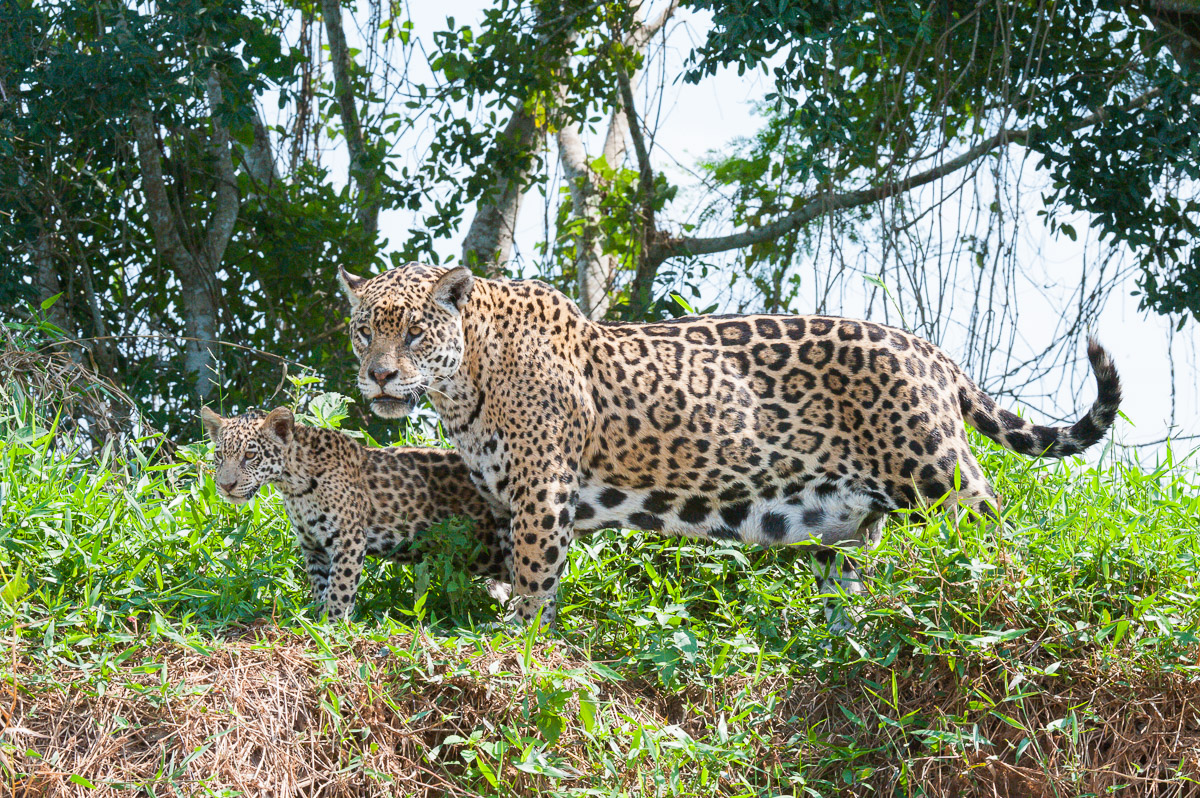 Jaguar, Pantanal, Brazil