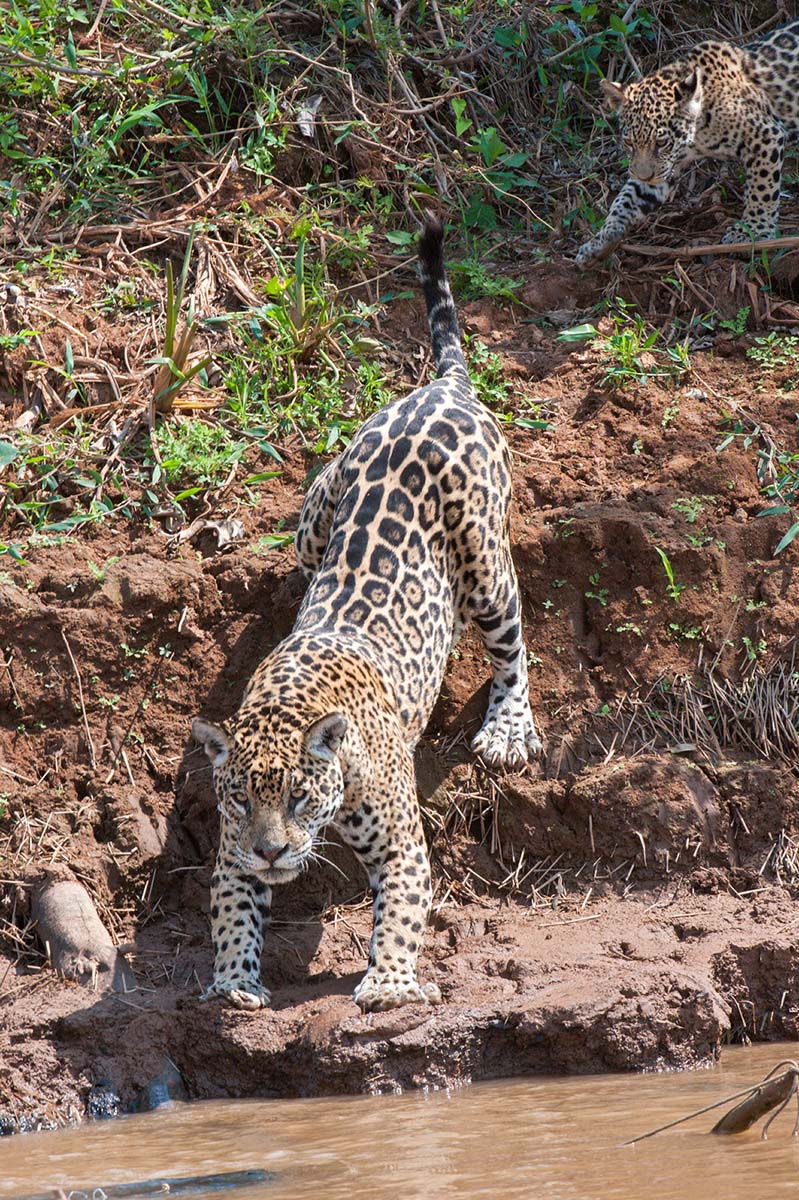 Jaguar_2009_0200.jpg