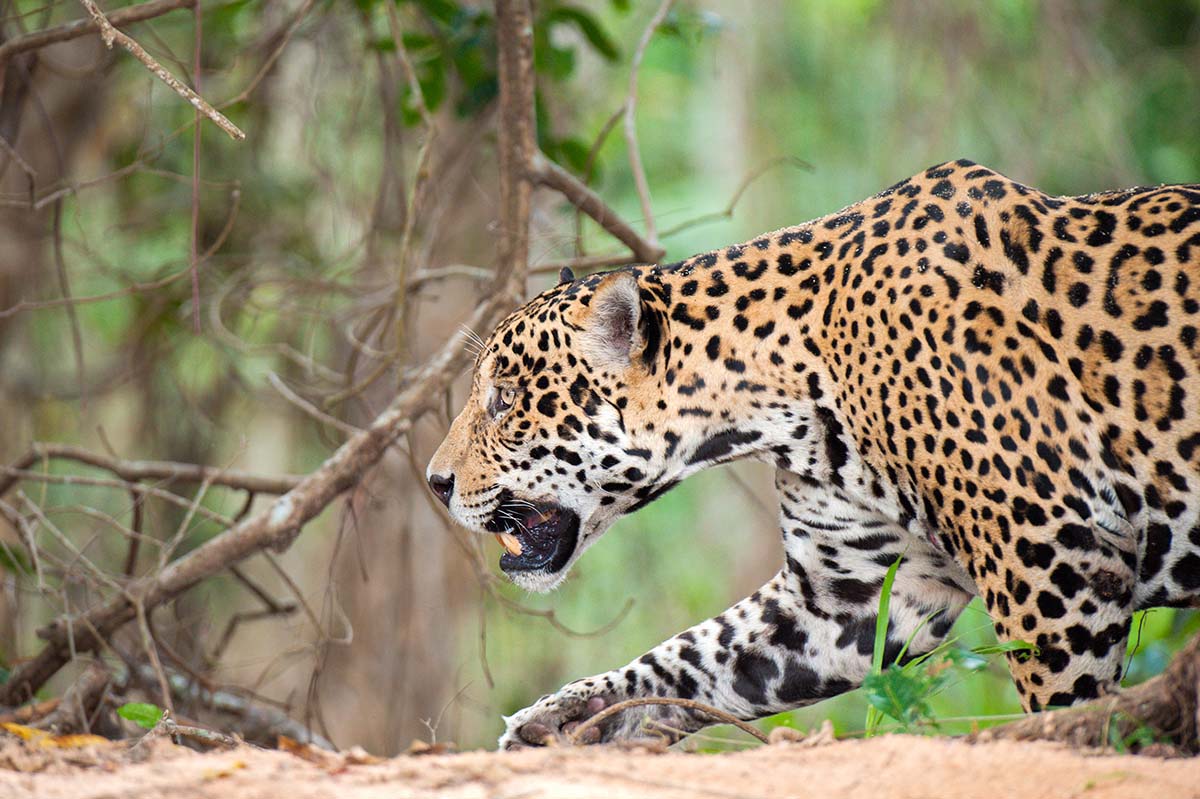 Jaguar_2009_0211.jpg