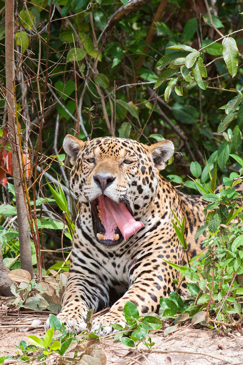 Jaguar, Pantanal, Brazil