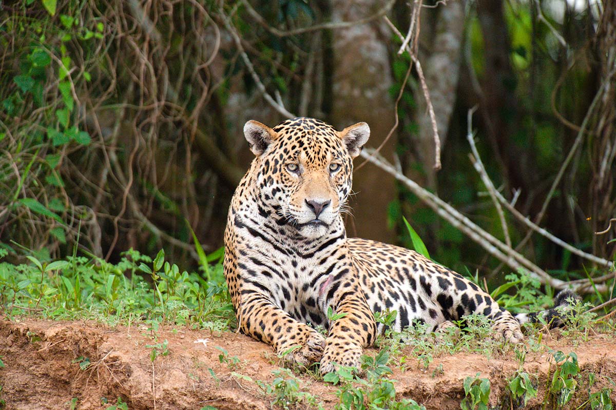 Jaguar_2009_0242.jpg