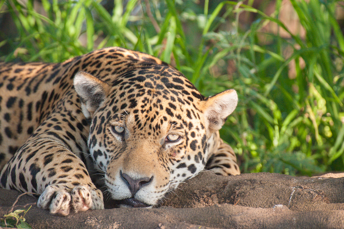 Jaguar, Pantanal, Brazil