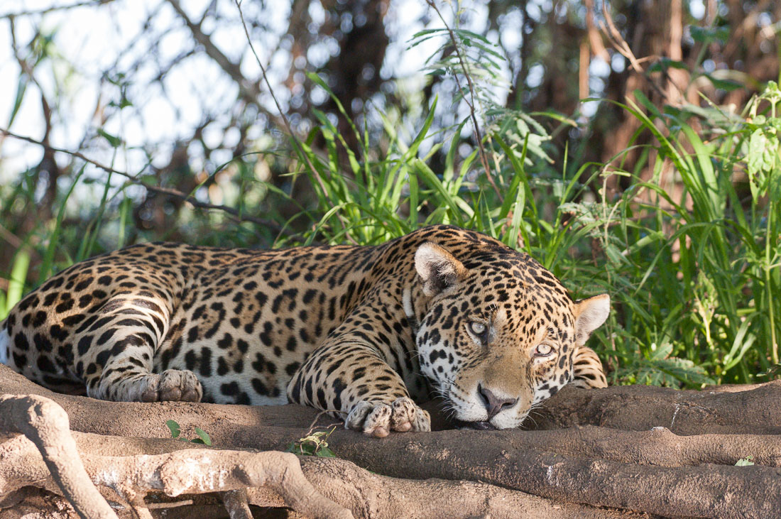 Jaguar, Pantanal, Brazil