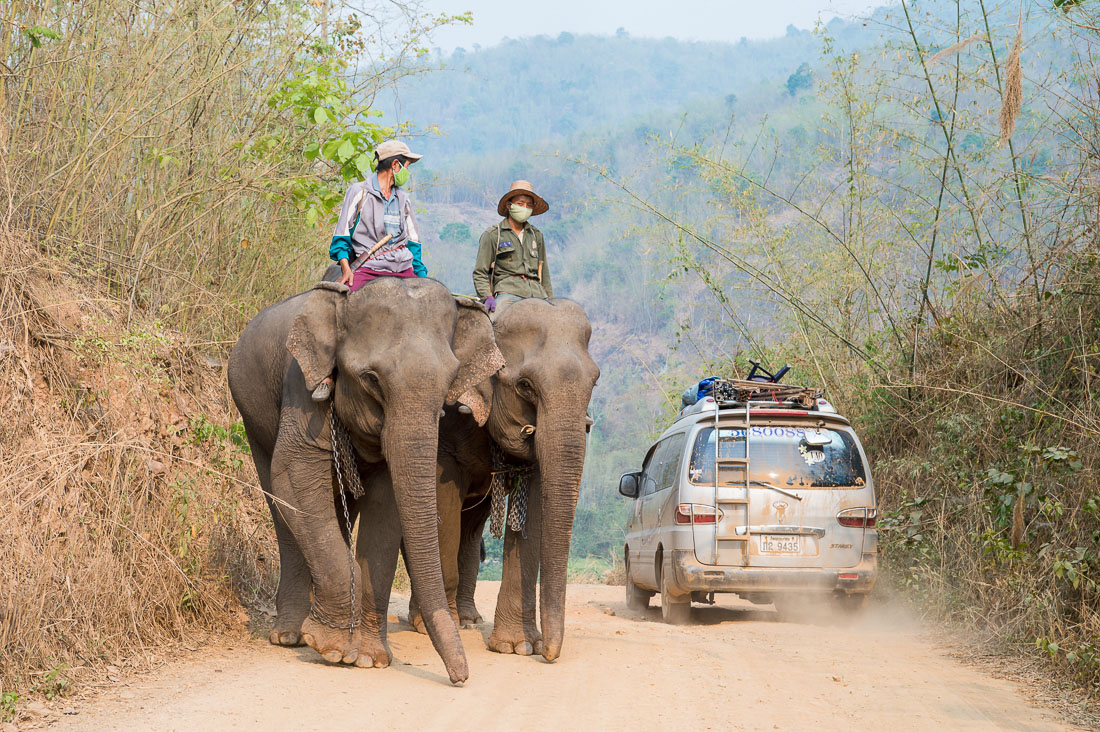 Road traffic in rural Laos: two elephants and a minivan, Vientiane province. Lao PDR, Laos, Indochina, South East Asia.