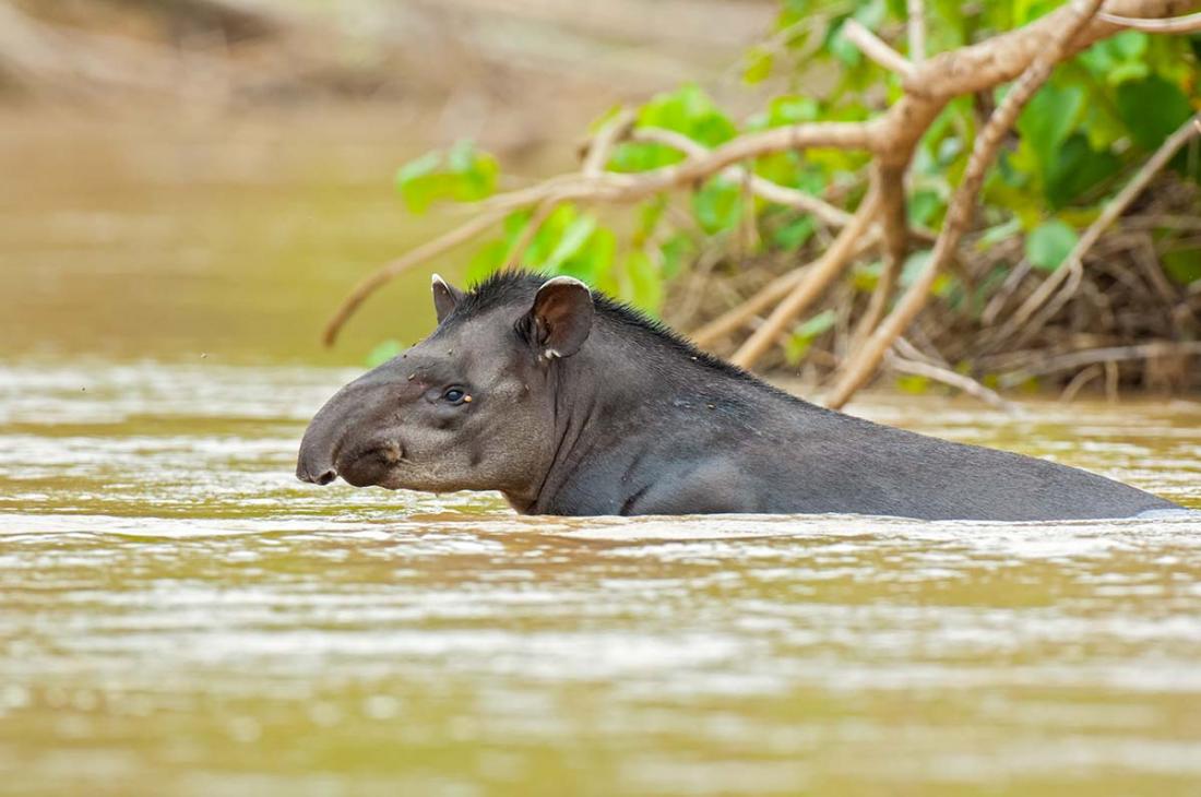 Brazilian_Tapir_2006_0002.jpg