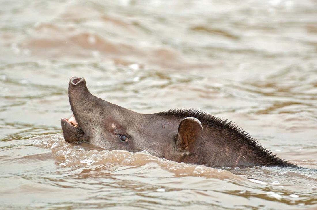 Brazilian_tapir_2007_0015.jpg