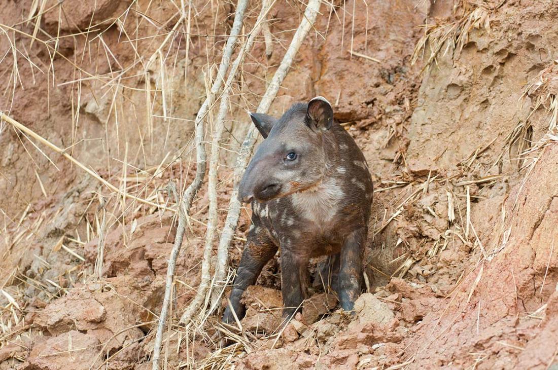 Brazilian_tapir_2007_0026.jpg