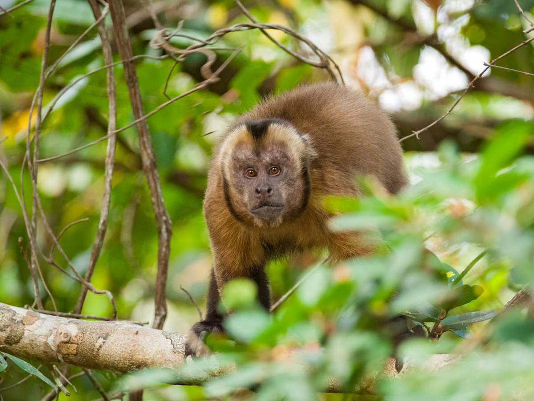 Brown_capuchin_0001.jpg