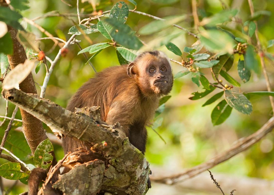 Brown_capuchin_0009.jpg