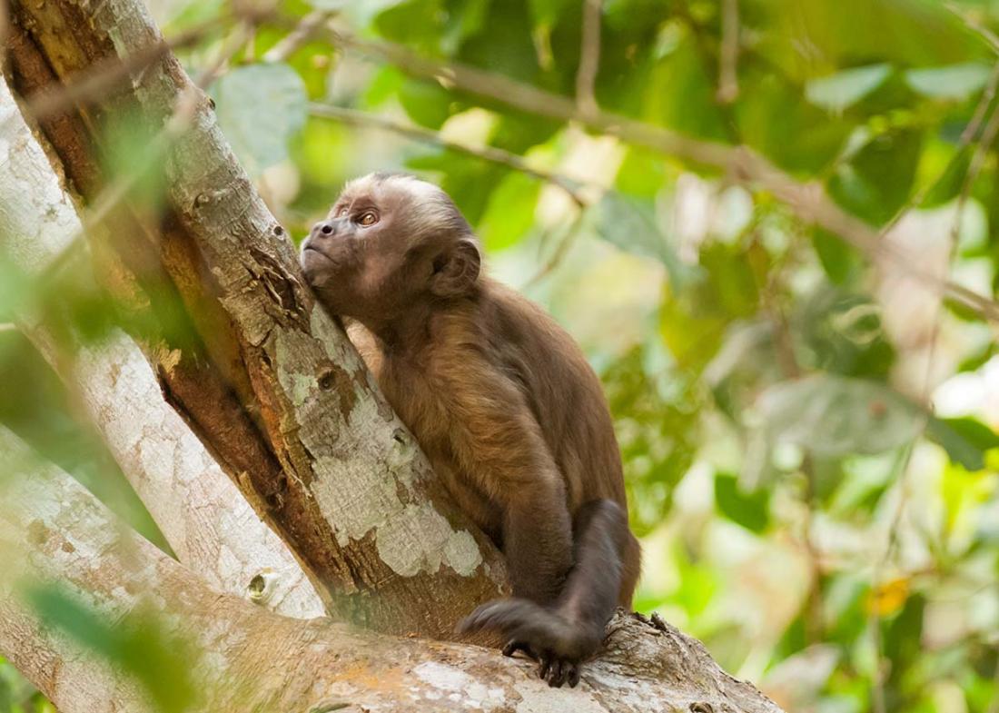 Brown_capuchin_0016.jpg