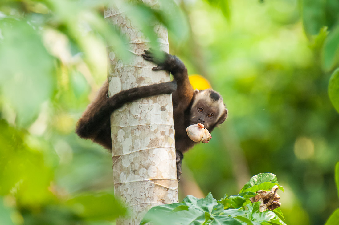 Brown_capuchin_2007_0017.jpg