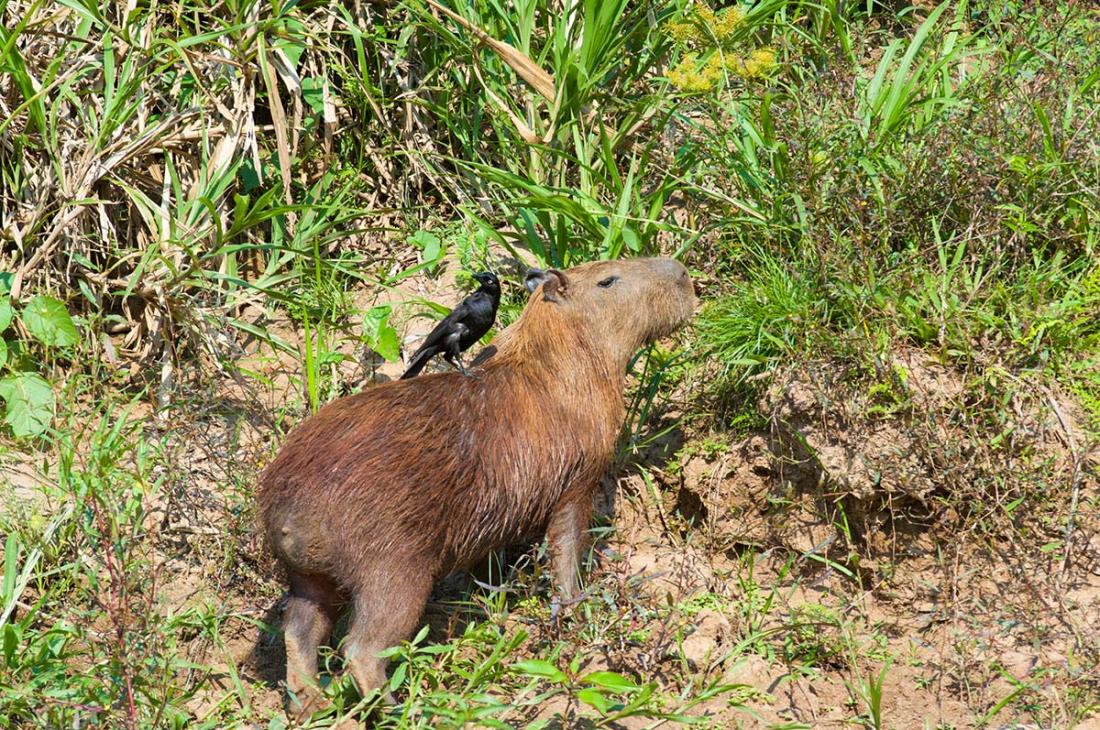 Capybara_0011.jpg