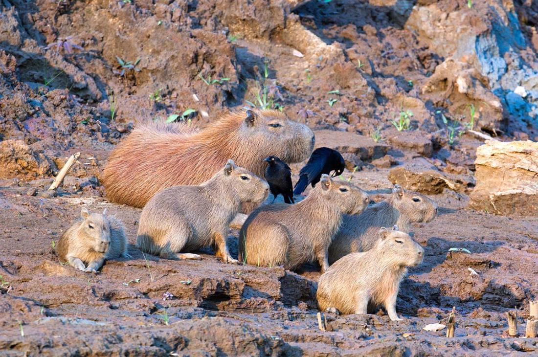 Capybara_0012.jpg