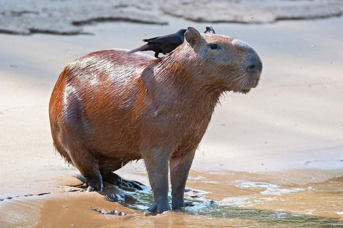 Capybara_0031.jpg