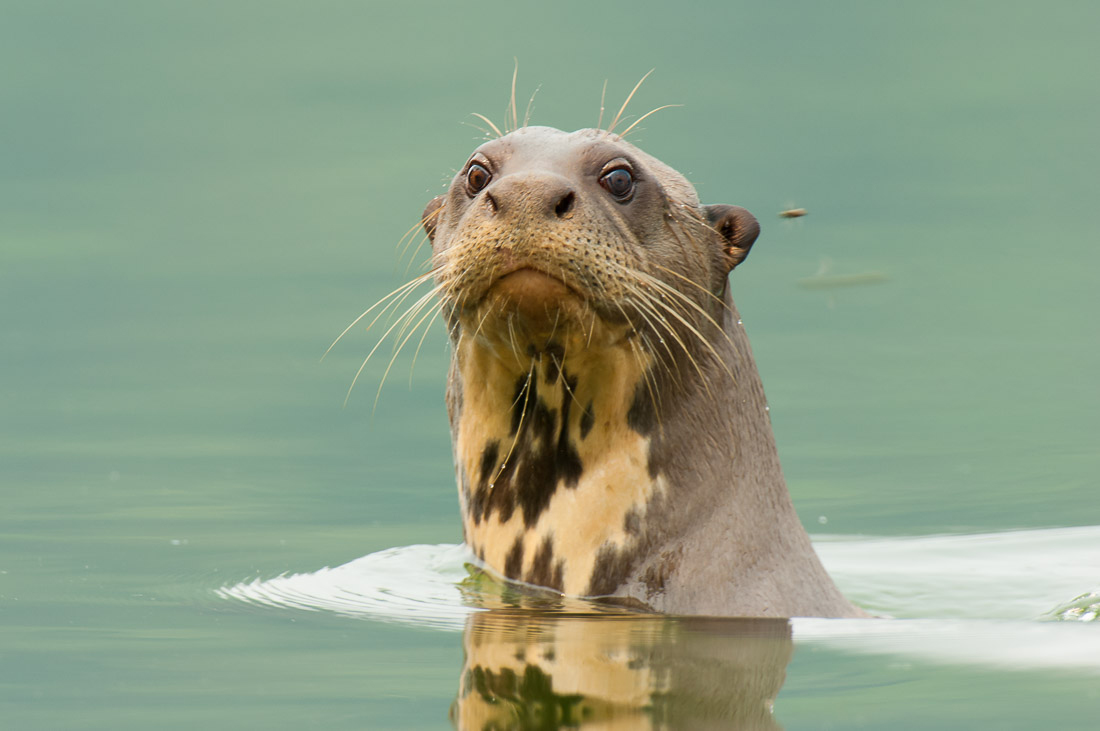 Giant_river_otter_2007_0068.jpg