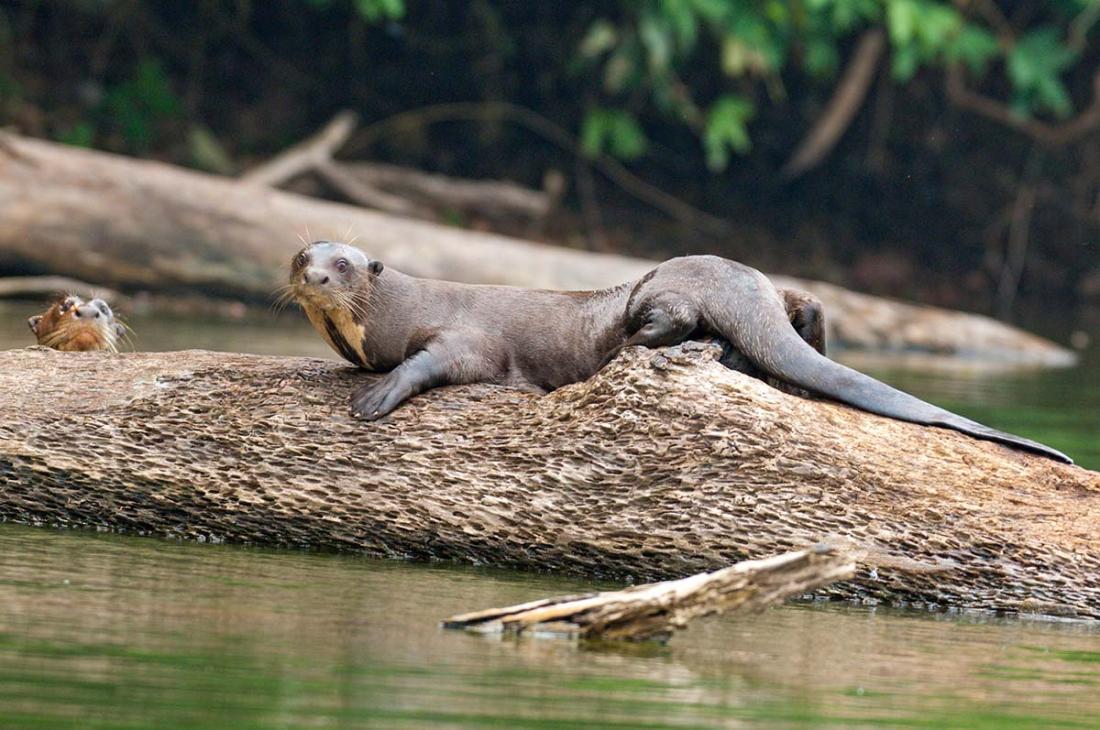 Giant_river_otter_2007_0111.jpg