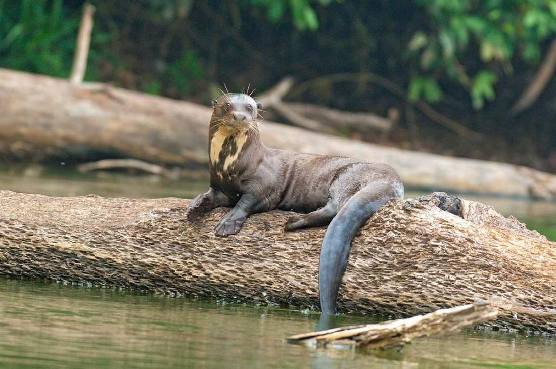 Giant_river_otter_2007_0113.jpg