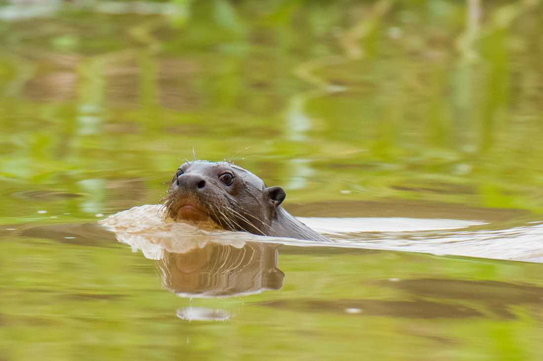 Giant_river_otter_0005.jpg