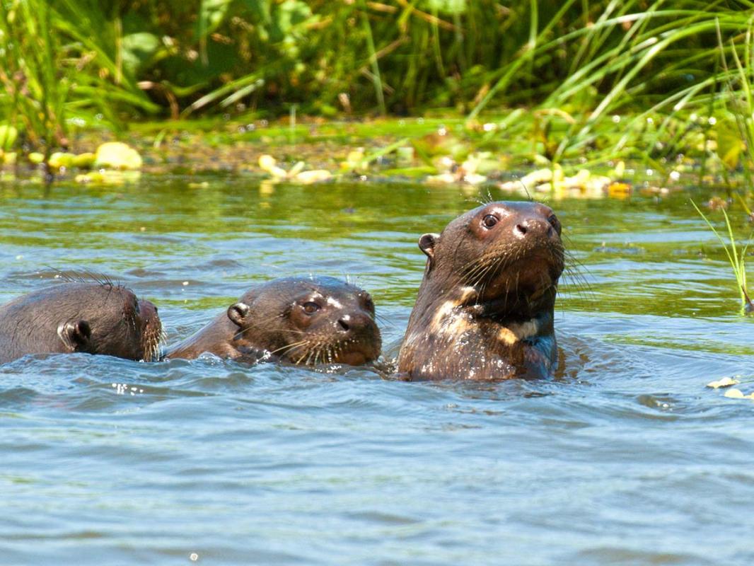 Giant_river_otters_0045.jpg