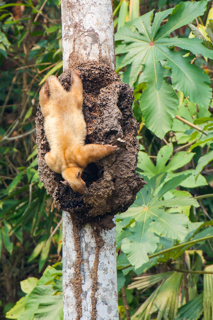 Southern_Tamandua_2006_0002.jpg