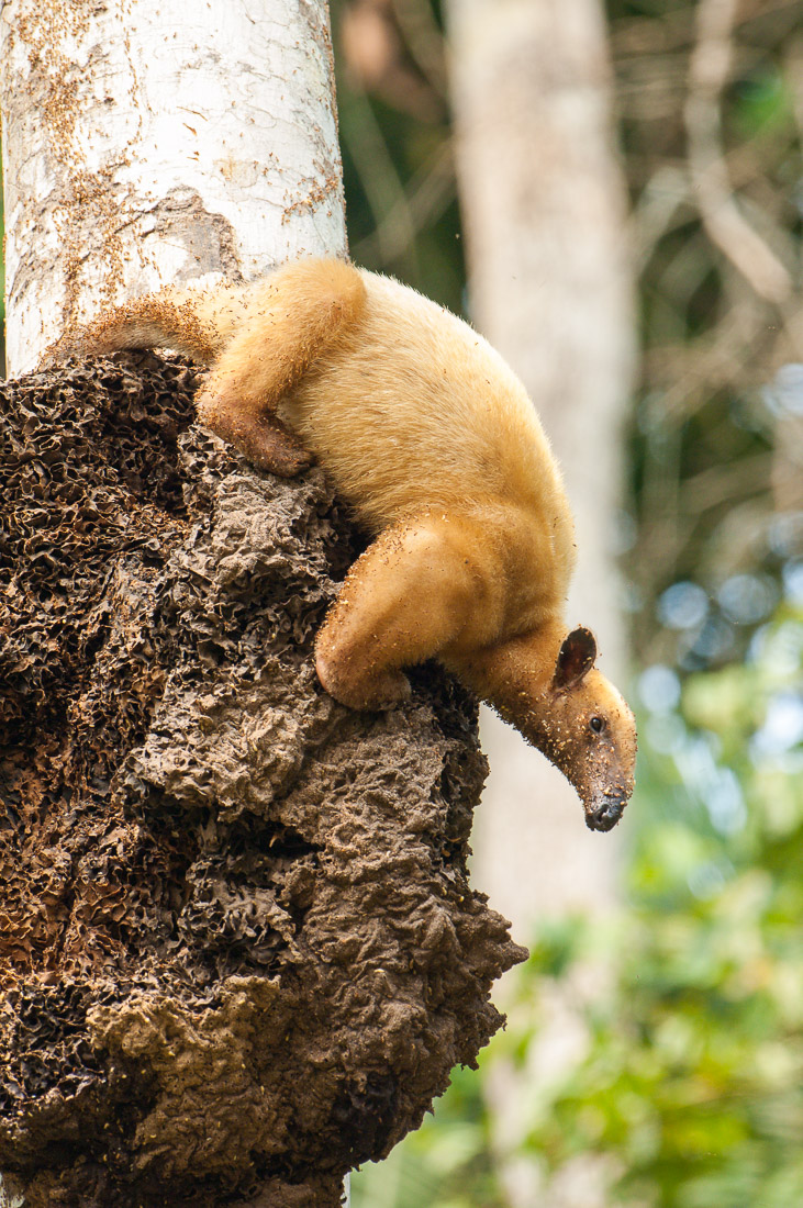 Southern_Tamandua_2006_0008.jpg