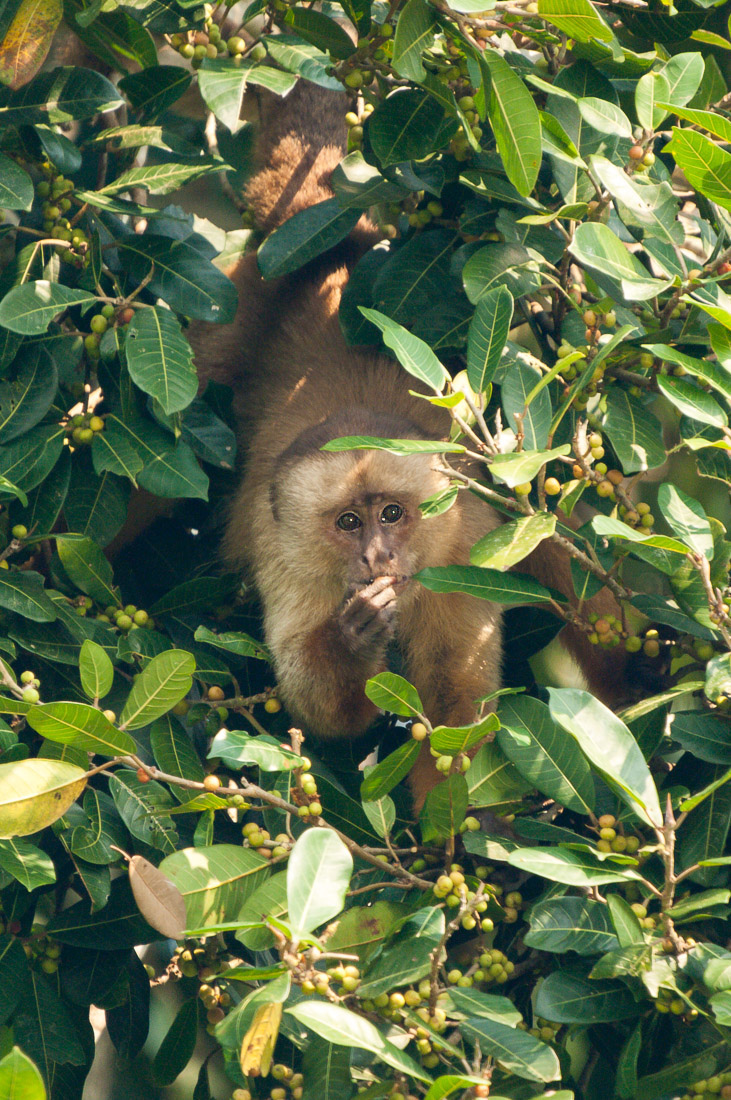 White_capuchin_2007_0004.jpg