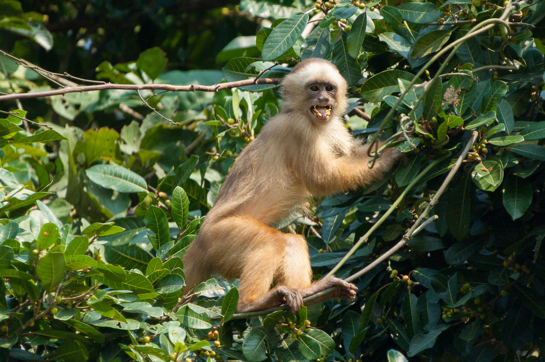 White_capuchin_2007_0007.jpg