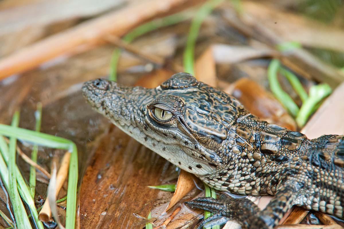 Baby_morelet_crocodile_2011_0011.jpg