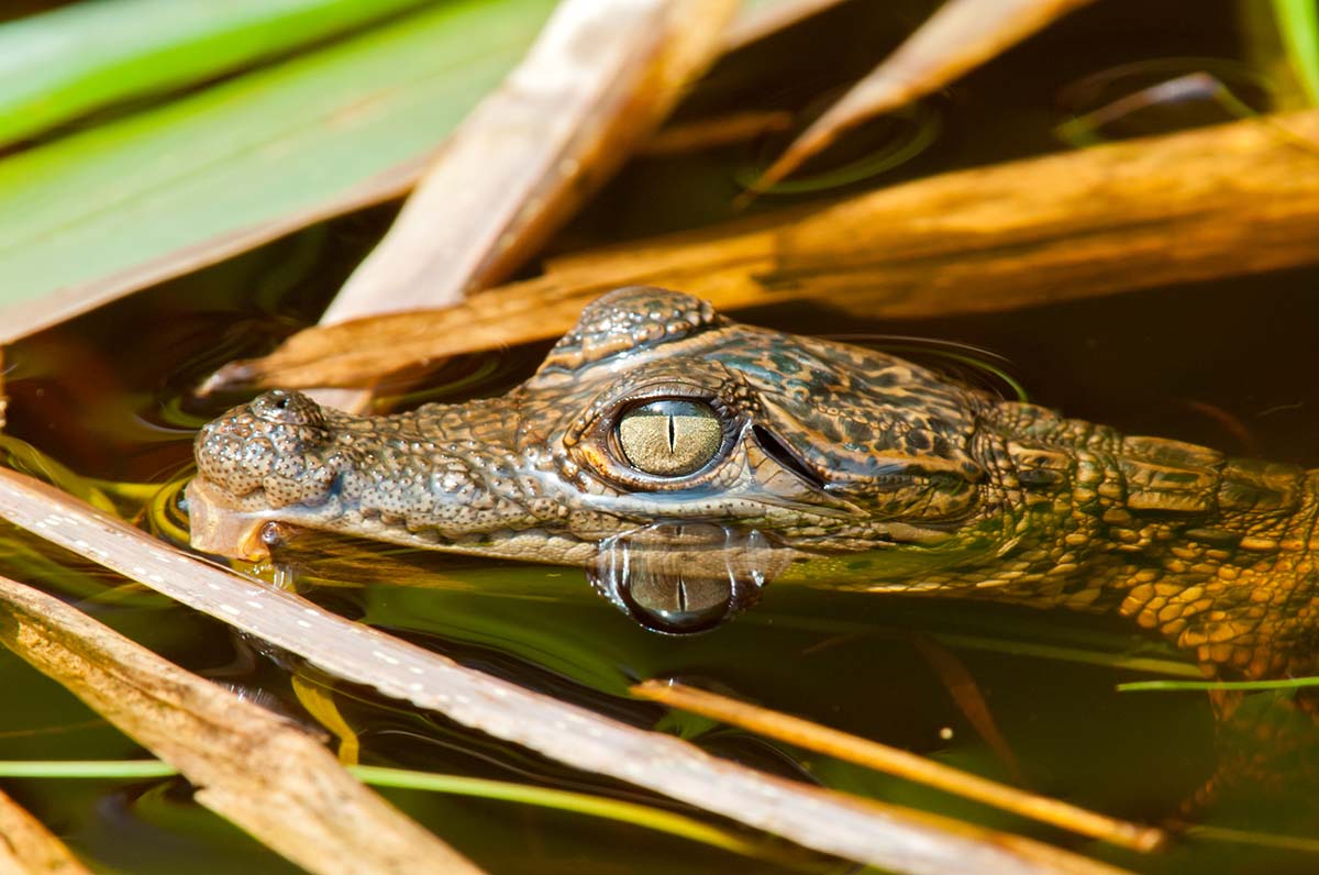 Baby_morelet_crocodile_2011_0016.jpg