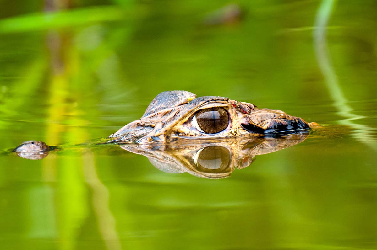 Black_caiman_2006_0008.jpg