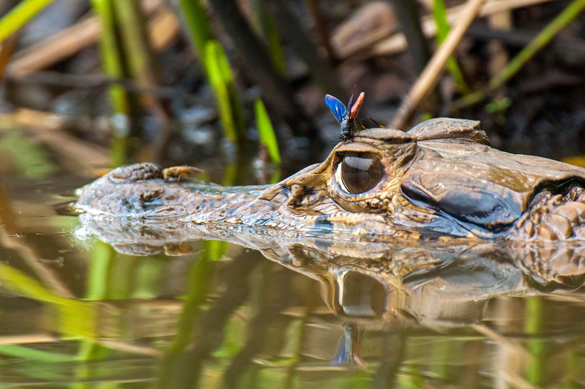 Black_caiman_2006_0014.jpg